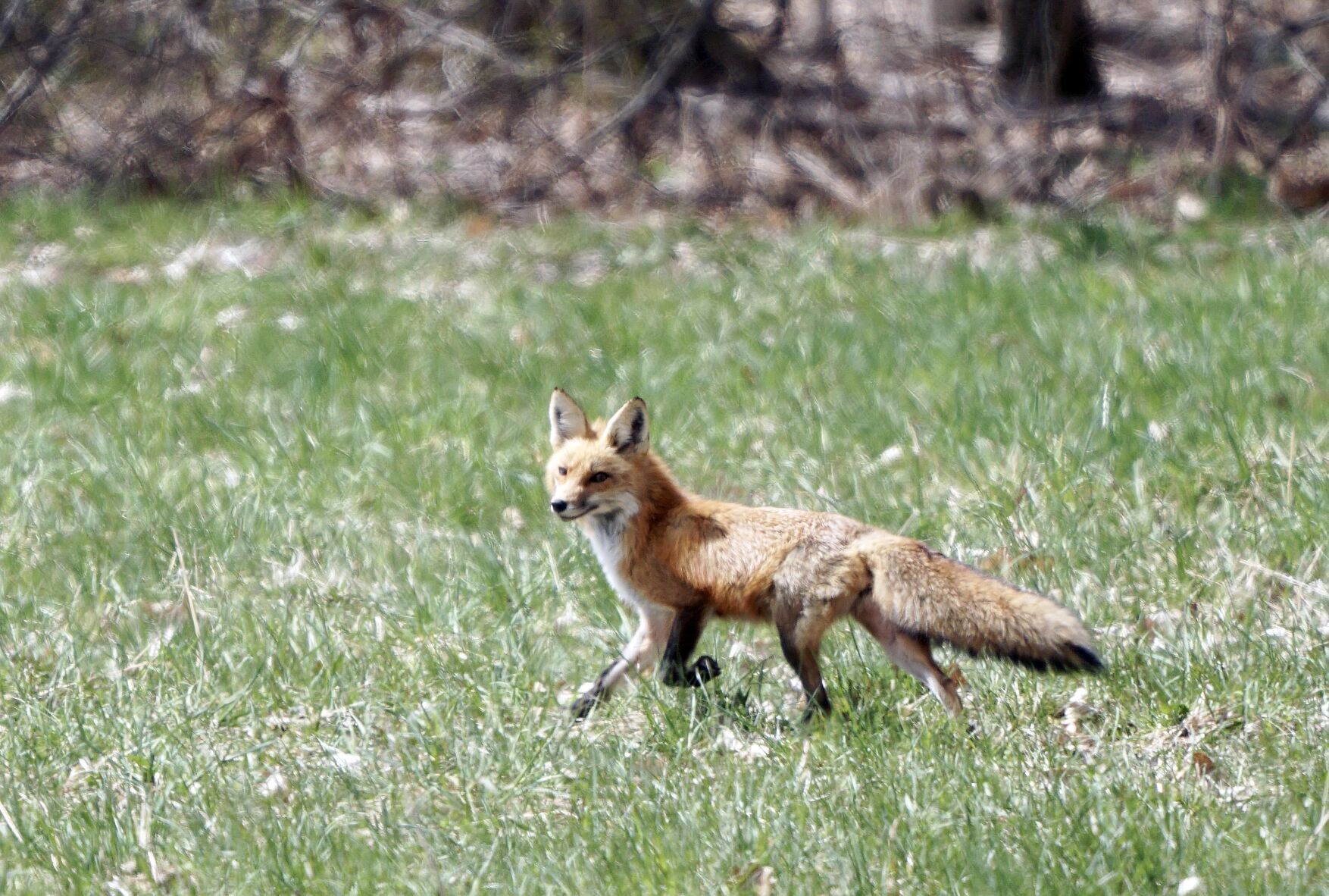 A fox in the wild